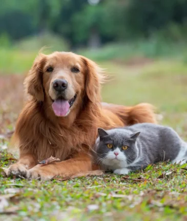 Dog and Cat