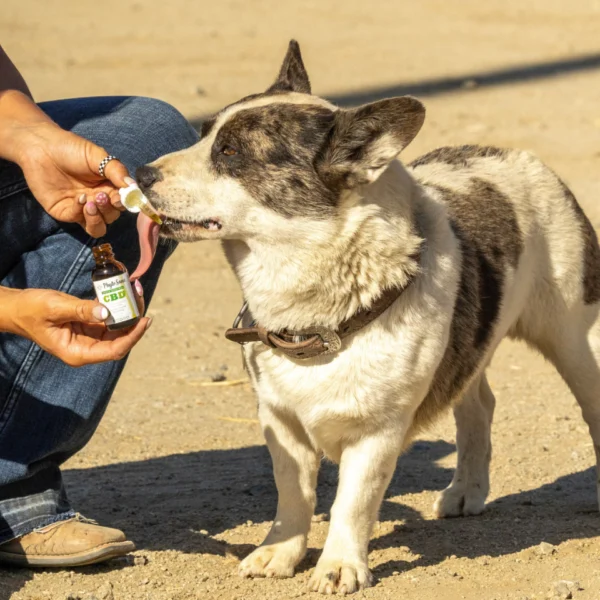 New and improved size and Bacon flavor! Pet CBD Oil - 1000mg