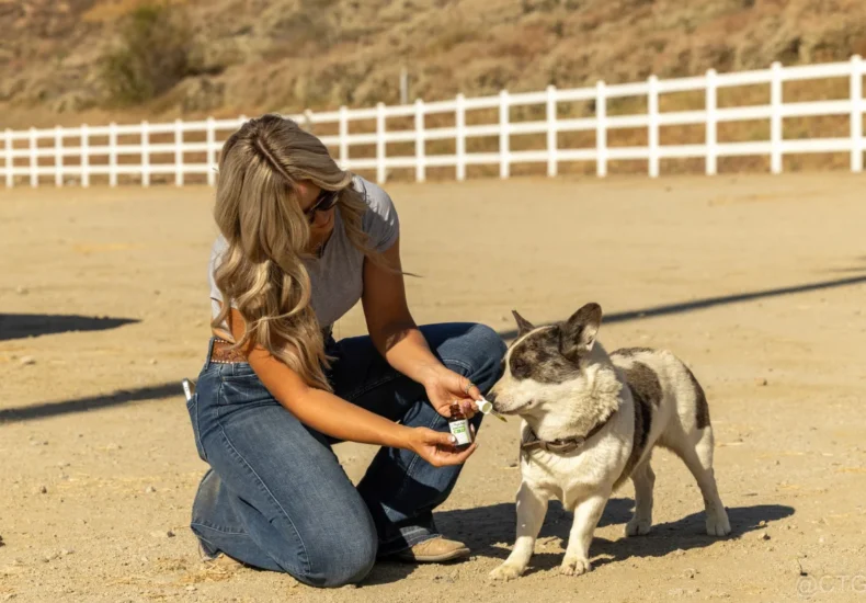 CBD tincture For Pets